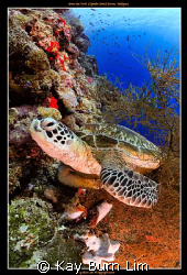Green Sea Turtle off Sipadan island, Malaysia

Nikon D3... by Kay Burn Lim 